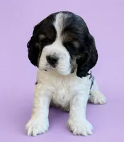 Jo, a female Cocker Spaniel for sale in Seligman, MO – 4 of 4