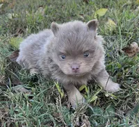 Rose, a female Pomeranian for sale in Seligman, MO – 2 of 5