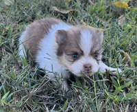 Sophia, a female Pomeranian for sale in Seligman, MO – 4 of 4