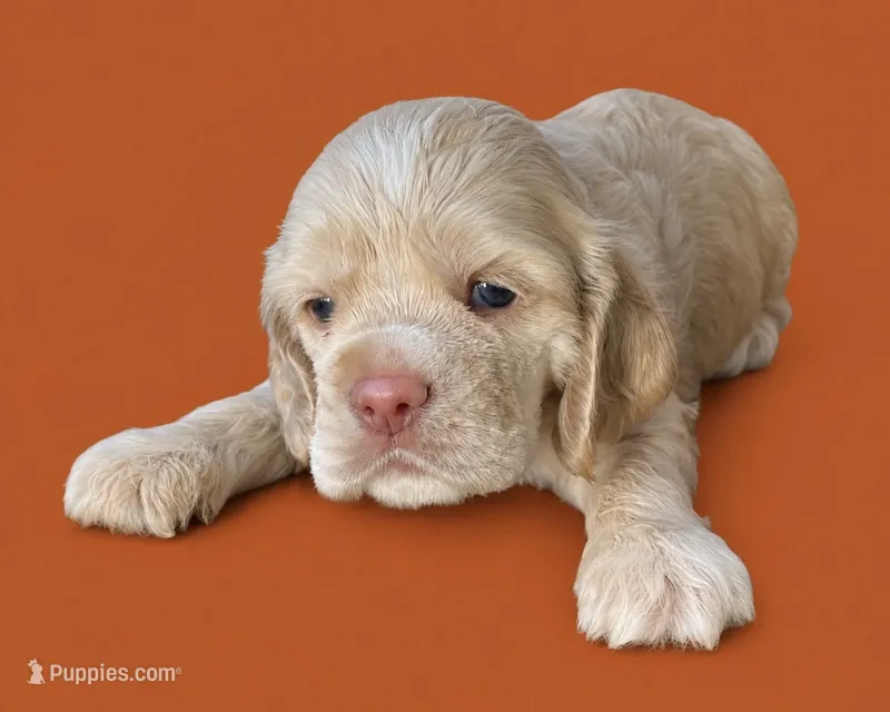 Curly – Cocker Spaniel puppy for sale in Seligman, MO