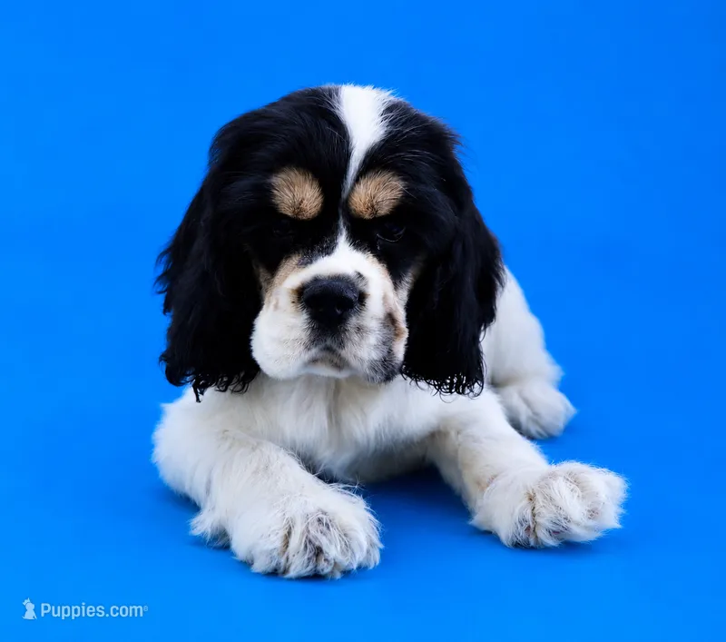 Gunther – Cocker Spaniel puppy for sale in Seligman, MO