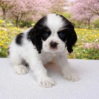 Wilson, a male Cocker Spaniel for sale in Seligman, MO – Photo 2 of 4