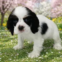 Wilson, a male Cocker Spaniel for sale in Seligman, MO – Photo 3 of 4