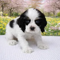 Wilson, a male Cocker Spaniel for sale in Seligman, MO – Photo 1 of 4