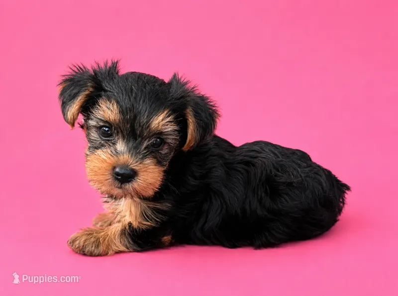 Gidget – Yorkshire Terrier puppy for sale in Seligman, MO