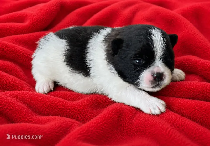 Tonto – Pomeranian puppy for sale in Seligman, MO