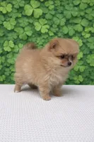 Vikki, a female Pomeranian for sale in Seligman, MO – Photo 2 of 4