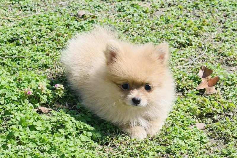 Vikki – Pomeranian puppy for sale in Seligman, MO