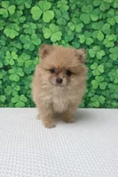 Vikki, a female Pomeranian for sale in Seligman, MO – Photo 4 of 4