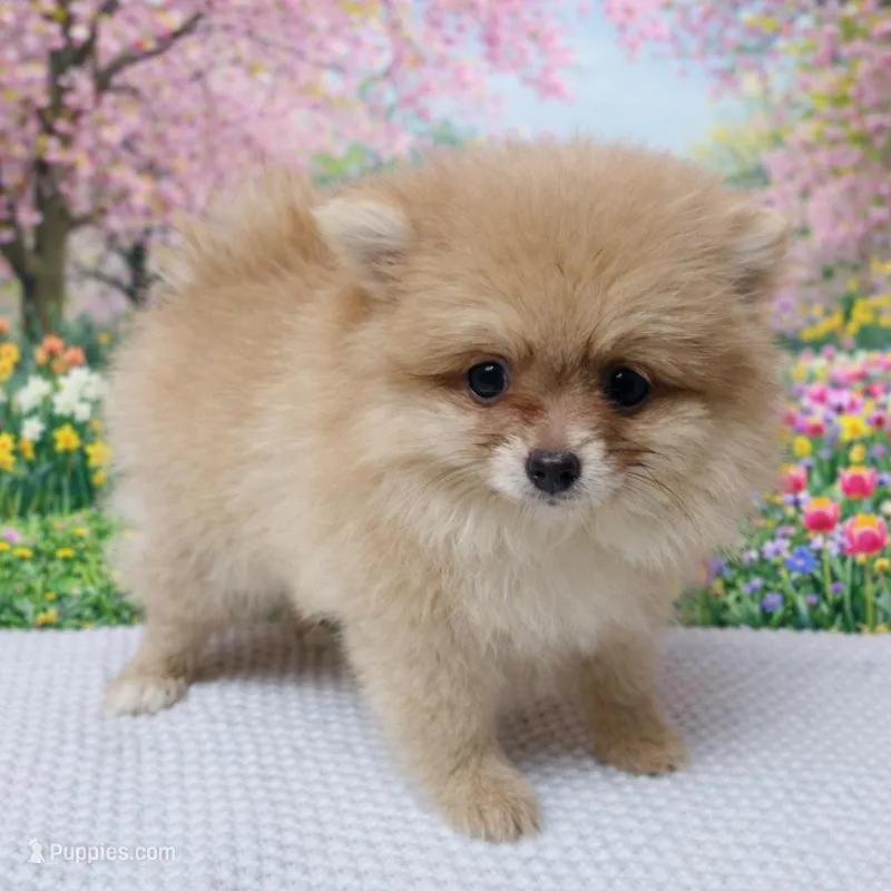 Vikki – Pomeranian puppy for sale in Seligman, MO