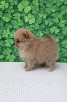 Vikki, a female Pomeranian for sale in Seligman, MO – Photo 3 of 4