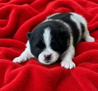Tonto, a male Pomeranian for sale in Seligman, MO – 3 of 4