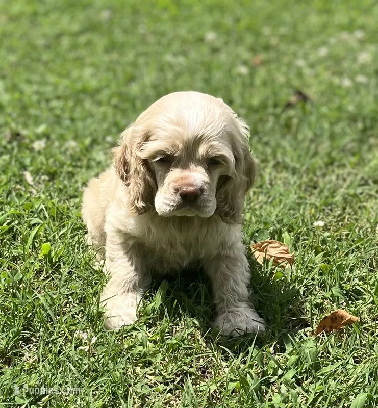 Curly – Cocker Spaniel puppy for sale in Seligman, MO