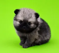Lucy, a female Pomeranian for sale in Seligman, MO – 2 of 5