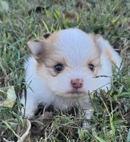 Dorothy, a female Pomeranian for sale in Seligman, MO – 3 of 4