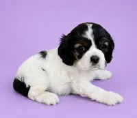 Tootie, a female Cocker Spaniel for sale in Seligman, MO – 2 of 4