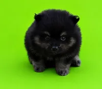 Ricky, a male Pomeranian for sale in Seligman, MO – 2 of 4