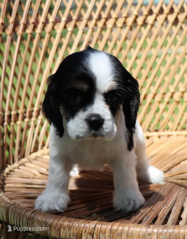 Joey – Cocker Spaniel puppy for sale in Seligman, MO