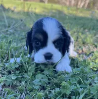 Joey, a male Cocker Spaniel for sale in Seligman, MO – Photo 3 of 4