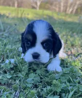 Joey, a male Cocker Spaniel for sale in Seligman, MO – Photo 2 of 4