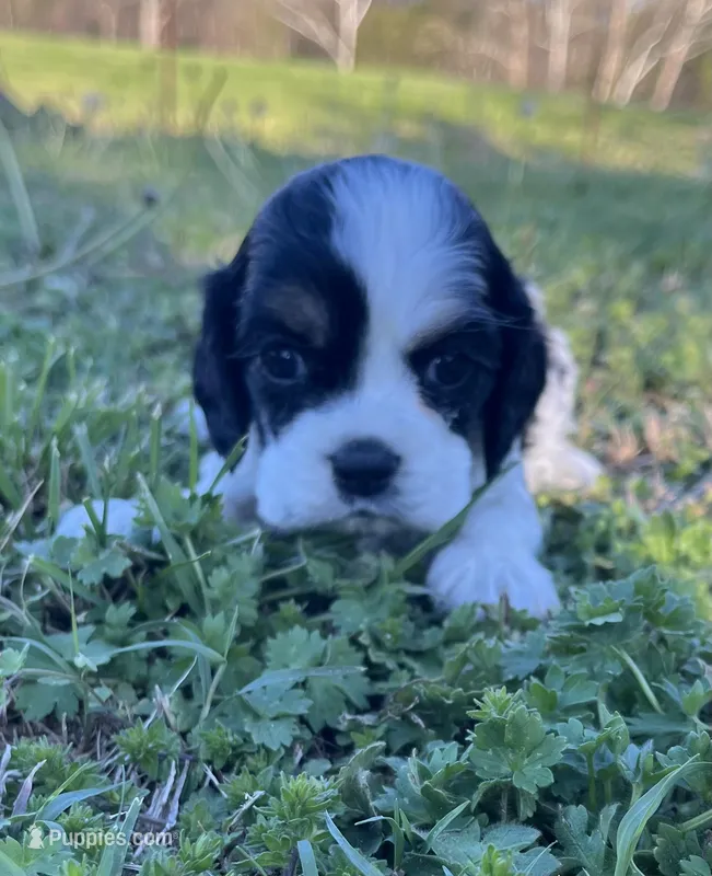 Joey, a male Cocker Spaniel for sale in Seligman, MO – Photo 1 of 4