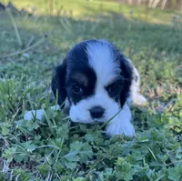 Joey, a male Cocker Spaniel for sale in Seligman, MO – Photo 4 of 4