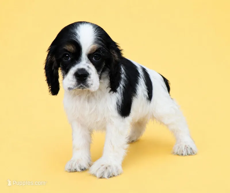 Joey – Cocker Spaniel puppy on hold in Seligman, MO