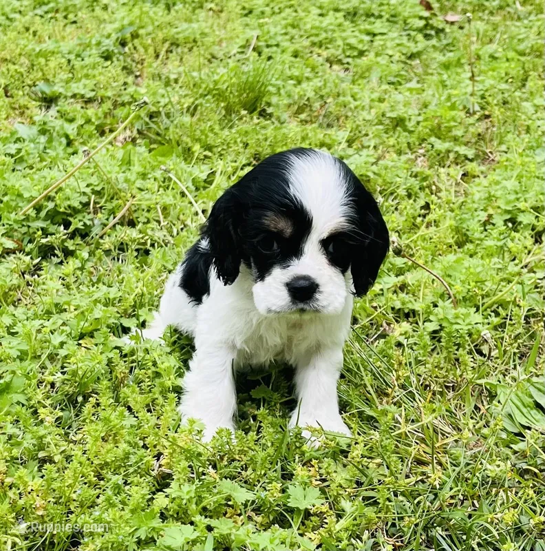 Joey – Cocker Spaniel puppy for sale in Seligman, MO