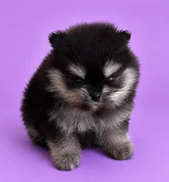 Janet, a female Pomeranian for sale in Seligman, MO – 2 of 4