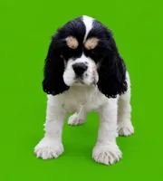 Gunther, a male Cocker Spaniel for sale in Seligman, MO – 3 of 5