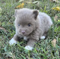 Blanche, a female Pomeranian for sale in Seligman, MO – 3 of 4