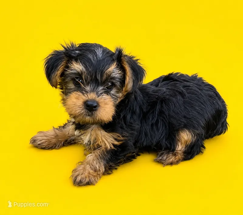 Gidget – Yorkshire Terrier puppy for sale in Seligman, MO