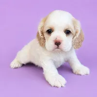 Blair, a female Cocker Spaniel for sale in Seligman, MO – 3 of 4