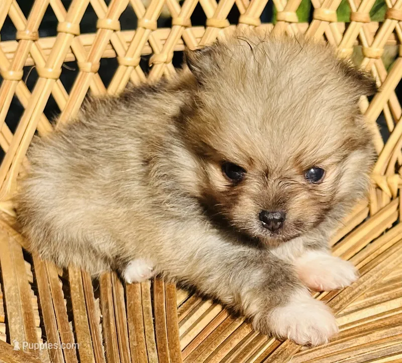 Pete – Pomeranian puppy for sale in Seligman, MO