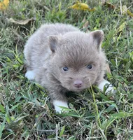 Blanche, a female Pomeranian for sale in Seligman, MO – 4 of 4