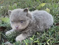 Rose, a female Pomeranian for sale in Seligman, MO – 5 of 5