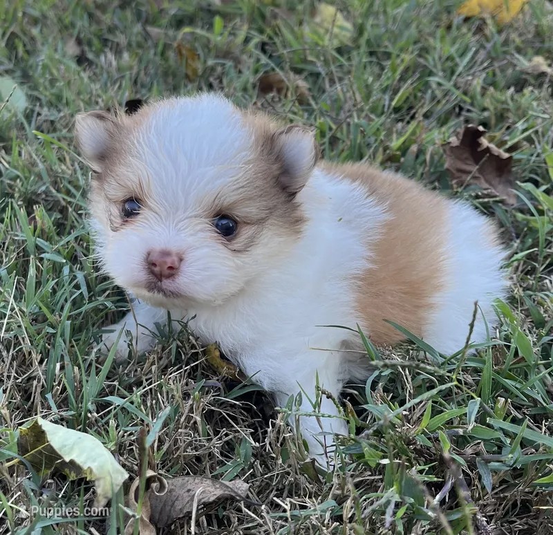 Dorothy – Pomeranian puppy for sale in Seligman, MO
