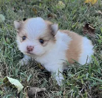 Dorothy, a female Pomeranian for sale in Seligman, MO – 1 of 4
