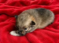 Pete, a male Pomeranian for sale in Seligman, MO – 4 of 4