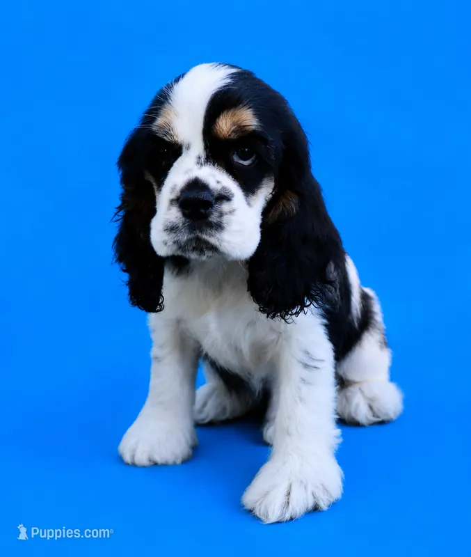 Ross – Cocker Spaniel puppy for sale in Seligman, MO
