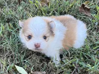 Dorothy, a female Pomeranian for sale in Seligman, MO – 4 of 4