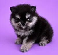 Janet, a female Pomeranian for sale in Seligman, MO – 4 of 4