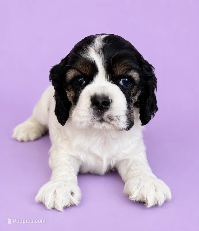 Tootie – Cocker Spaniel puppy for sale in Seligman, MO