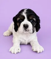 Tootie, a female Cocker Spaniel for sale in Seligman, MO – 1 of 4