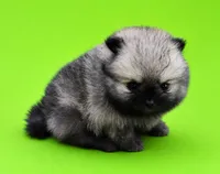 Lucy, a female Pomeranian for sale in Seligman, MO – 4 of 5