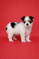 Tot, a male Yorkshire Terrier for sale in Seligman, MO – Photo 3 of 4