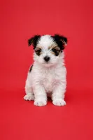 Tot, a male Yorkshire Terrier for sale in Seligman, MO – Photo 4 of 4