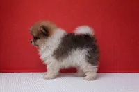 Stetson, a male Pomeranian for sale in Seligman, MO – Photo 2 of 4