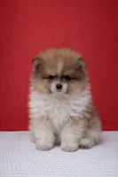 Stetson, a male Pomeranian for sale in Seligman, MO – Photo 1 of 4