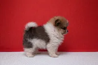 Stetson, a male Pomeranian for sale in Seligman, MO – Photo 4 of 4